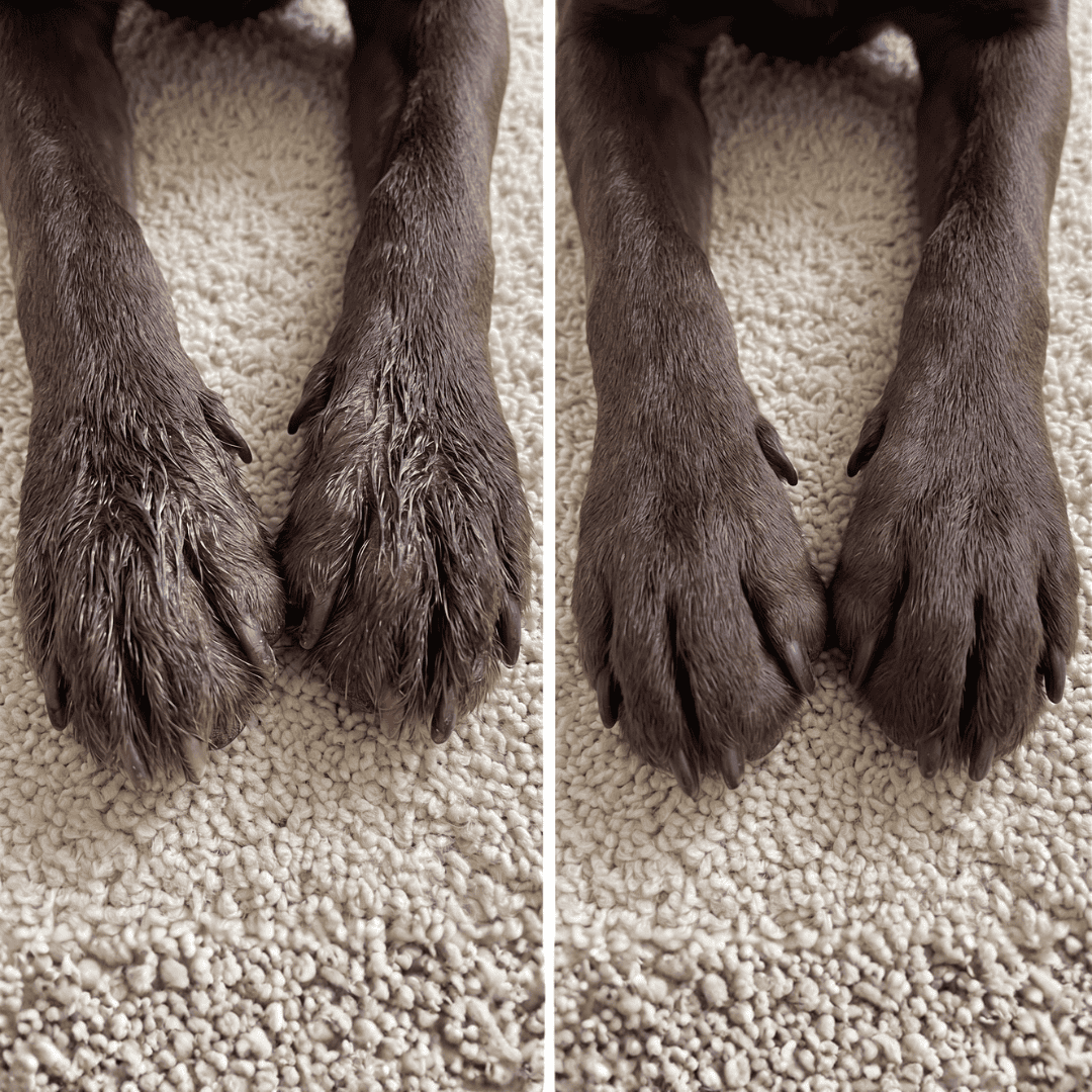 Celunor | Colágeno Para Alergias Caninas