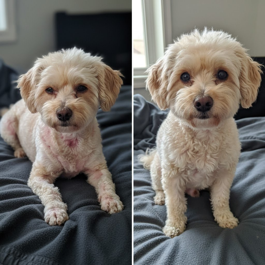 Celunor | Colágeno Para Alergias Caninas
