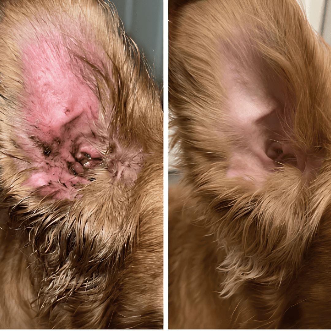 Celunor | Colágeno Para Alergias Caninas