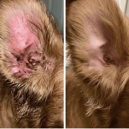 Celunor | Colágeno Para Alergias Caninas