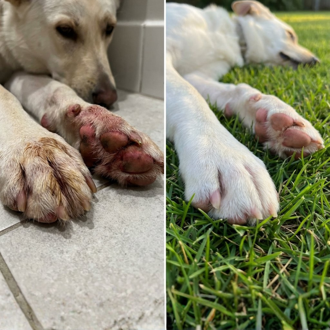 Celunor | Colágeno Para Alergias Caninas