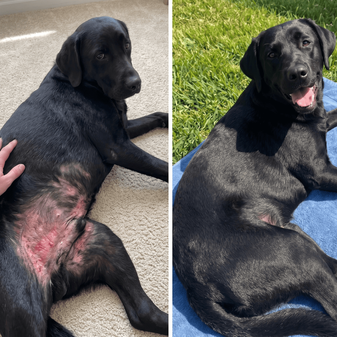 Celunor | Colágeno Para Alergias Caninas