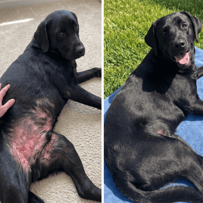 Celunor | Colágeno Para Alergias Caninas